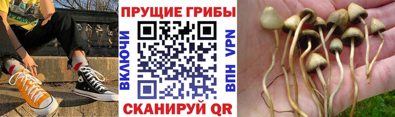 Галлюциногенные грибы Psilocybe  blacksprut ссылка  Новочеркасск 